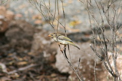 Melithreptus brevirostris