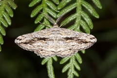 Scioglyptis chionomera