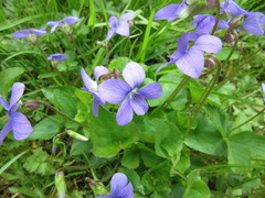 Viola cucullata