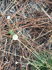 Syngonanthus flavidulus