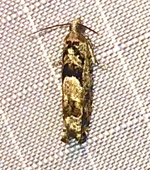 Pseudexentera hodsoni