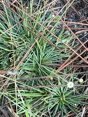 Syngonanthus flavidulus