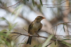 Melithreptus brevirostris