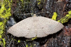 Poecilasthena anthodes