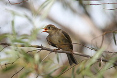 Melithreptus brevirostris