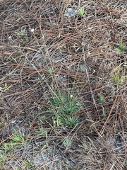 Syngonanthus flavidulus