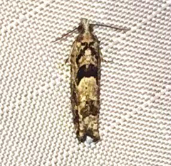 Pseudexentera hodsoni