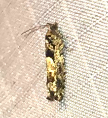 Pseudexentera hodsoni