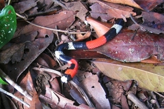 Micrurus lemniscatus helleri