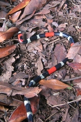 Micrurus lemniscatus helleri