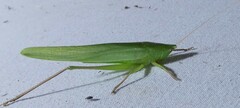 Neoconocephalus triops