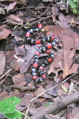 Micrurus lemniscatus helleri