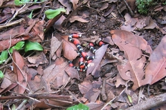 Micrurus lemniscatus helleri