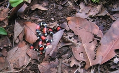 Micrurus lemniscatus helleri