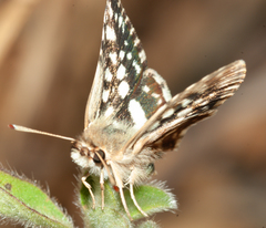 Spialia