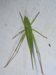 Neoconocephalus triops