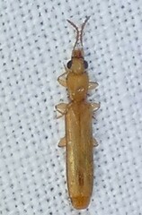 Hemipeplus marginipennis