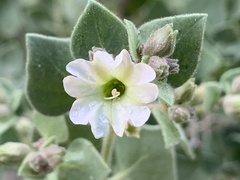 Mirabilis tenuiloba