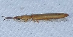 Hemipeplus marginipennis