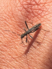 Micrelytra fossularum