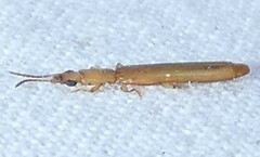 Hemipeplus marginipennis