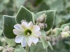 Mirabilis tenuiloba