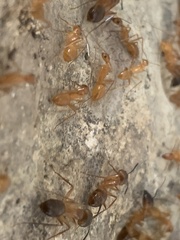 Camponotus festinatus