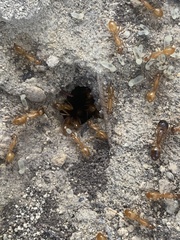 Camponotus festinatus