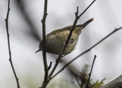 Acanthiza pusilla diemenensis