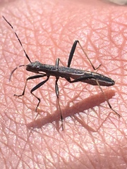 Micrelytra fossularum