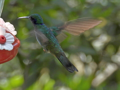 Colibri cyanotus
