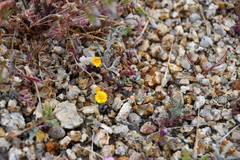 Eriophyllum