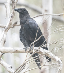 Corvus tasmanicus