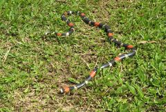 Micrurus lemniscatus helleri