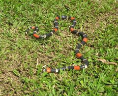 Micrurus lemniscatus helleri