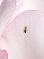 Aphelinidae