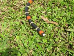 Micrurus lemniscatus helleri