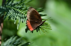 Biblis hyperia