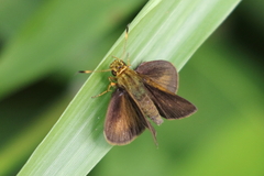 Anthoptini
