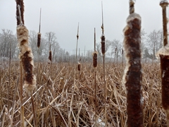 Typha angustifolia