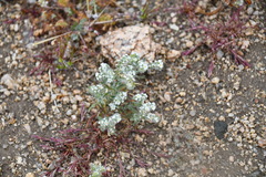 Johnstonella