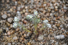 Johnstonella