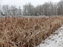Typha angustifolia