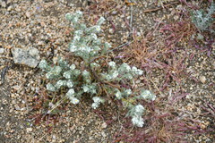 Johnstonella