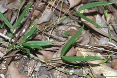 Zornia dyctiocarpa