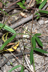 Zornia dyctiocarpa