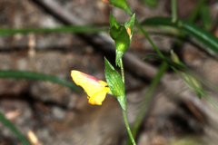 Zornia dyctiocarpa
