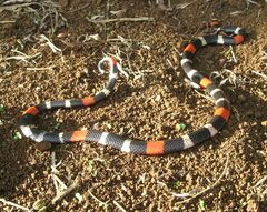 Micrurus lemniscatus helleri