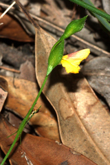 Zornia dyctiocarpa