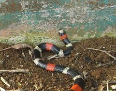 Micrurus lemniscatus helleri